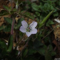 Geranium nepalense Sweet